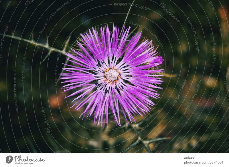 Detail einer isolierten violetten Blüte von Galactites tomentosa Galaktitos tomentosa Natur Vegetation natürlich Blume geblümt blühte Botanik botanisch Pflanze