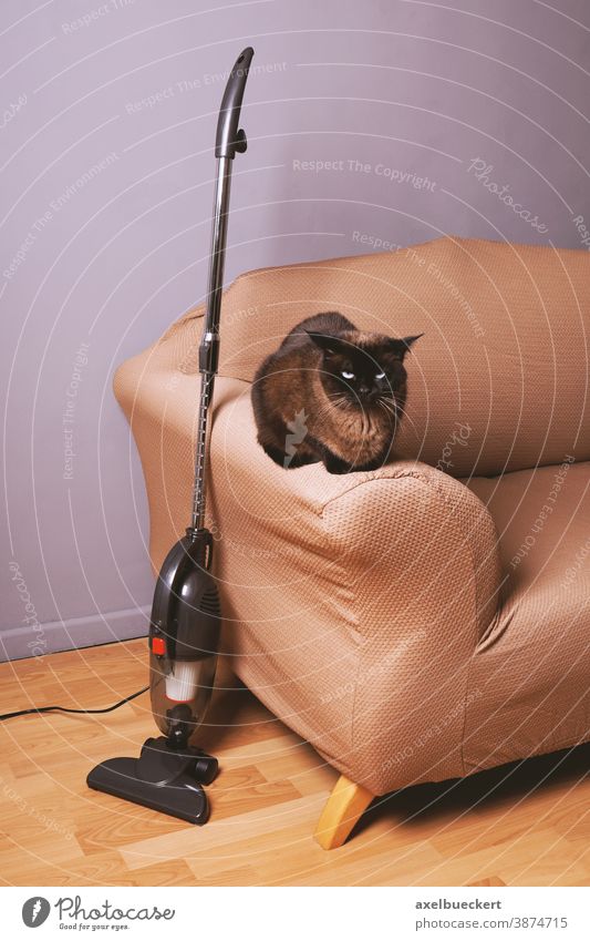 beutelloser Staubsauger neben Katze auf Sofa Katzenhaare Tierhaare Staubsaugen Reinigen Wohnzimmer Hausarbeit Gerät Innenbereich Raum Parkett Haustier Zyklon