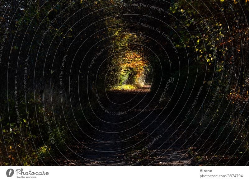 der Weg zum Licht ist lang Lichtblick Wege & Pfade Wald Herbst Mischwald Nadelwald Fußweg Sonnenlicht Spaziergang Spazierweg Zentralperspektive einsam wandern