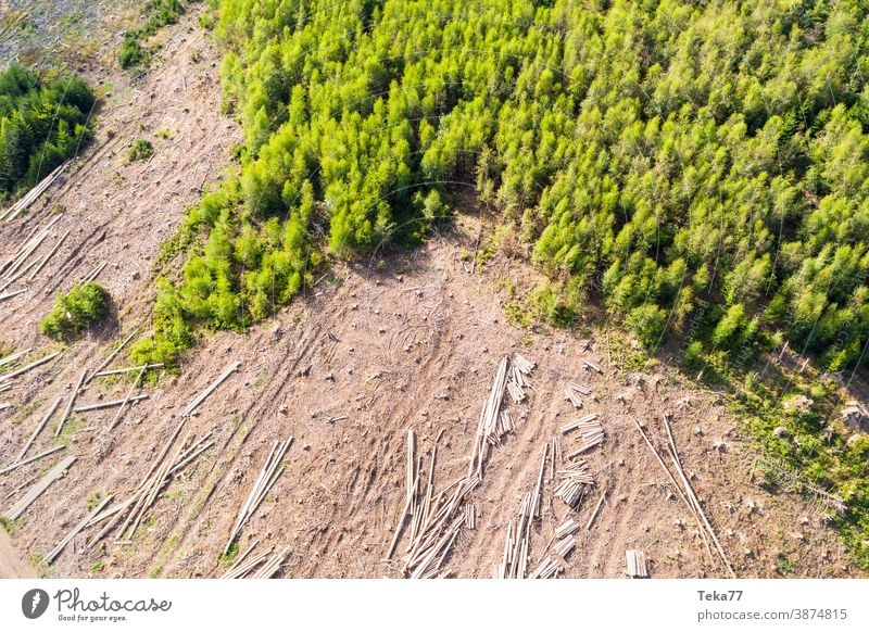 Gefällter Wald von Oben wald gefällter wald klimawandel bäume baum borkenkäfer deutscher wald von oben