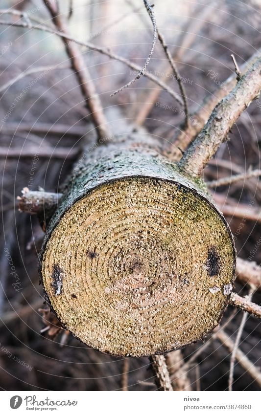 Baumstamm Jahresringe Wald Holz Farbfoto Natur braun Außenaufnahme Menschenleer Baumrinde Strukturen & Formen Umwelt Detailaufnahme Nahaufnahme Pflanze