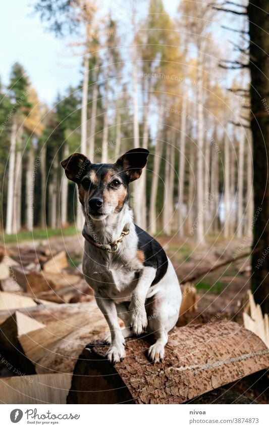 Jack Russel Terrier sitzt auf einem holzscheit im wald Jack-Russell-Terrier jack russell Hund baumstämme sitzen Wald Herbst Halsband Haustier Tier braun