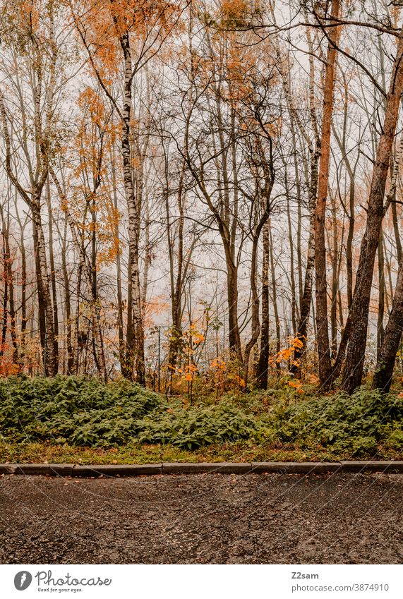 Zauberwald gebüsch bäume herbstfarben beton farbenfroh dicht bewachsen vielfalt Landschaft Baum Blatt grün Sonnenlicht im Freien Park natürlich Umwelt