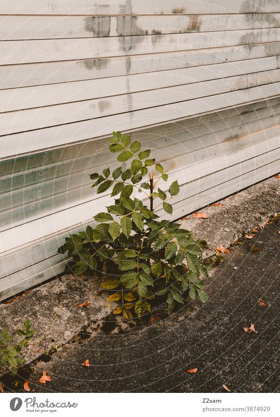 Bäumchen wächst aus dem Asphalt vor einer alten Fabrikhalle baum natur nachhaltigkeit erholung wachsen kämpfen beton industriegebiet grün umwelt