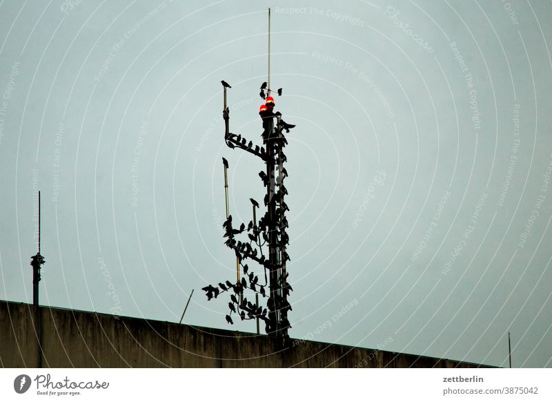 Vögel auf einem Sendemast abend berlin bewegung flugbahn flughafen flughafengebäude flugplatz haus himmel menschenleer natur rush hour straße tegel textfreiraum