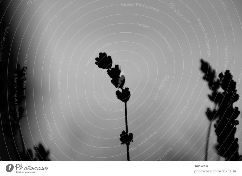 Lavendel Pflanze Blüte Schwarz weiß Natur Duft Geruch Blume Heilpflanze Sommer