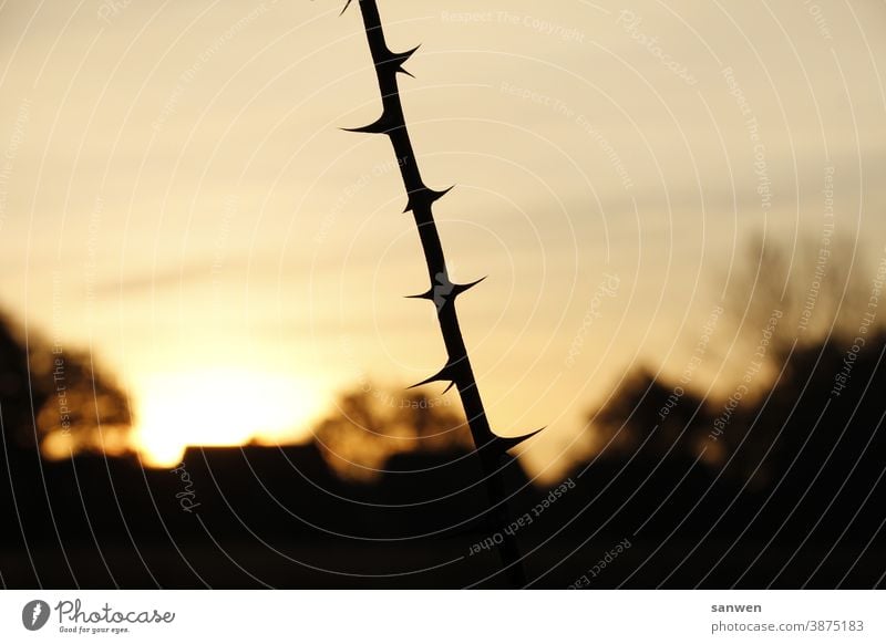 Zweig bei Sonnenaufgang Dornen Stacheln Spitze Pflanze stachelig Außenaufnahme Haus Natur