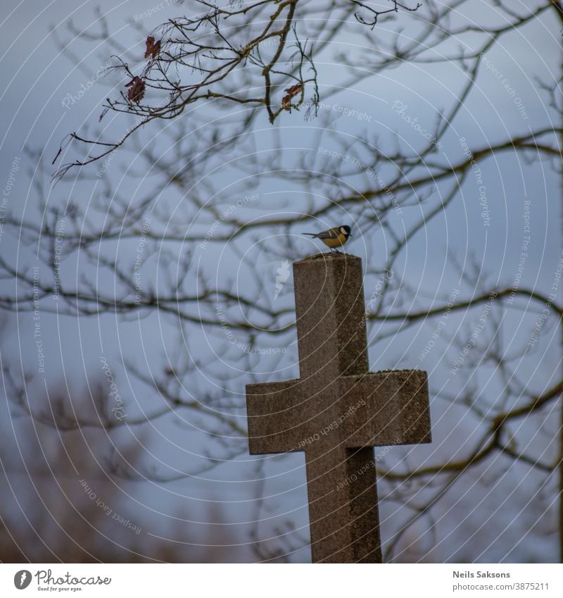 Kohlmeise auf altem Friedhofskreuz sitzend Tier schön Schönheit blau Blaumeise Ast hell Farbe farbenfroh bunt Landschaft niedlich Umwelt Feder Garten Lebensraum