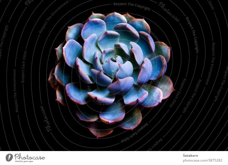 Sukkulente Pflanze Detail Nahaufnahme der Blätter von Echeveria peacockii Echeverien Blatt Silber blau Natur Wachs purpur natürlich wachsen frisch Blume Makro