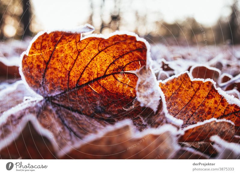 Raureif bedecktes Laub in Berlin Landschaft Ausflug Natur Umwelt wandern Pflanze Herbst Baum Wald Akzeptanz Vertrauen Glaube Herbstlaub Herbstfärbung