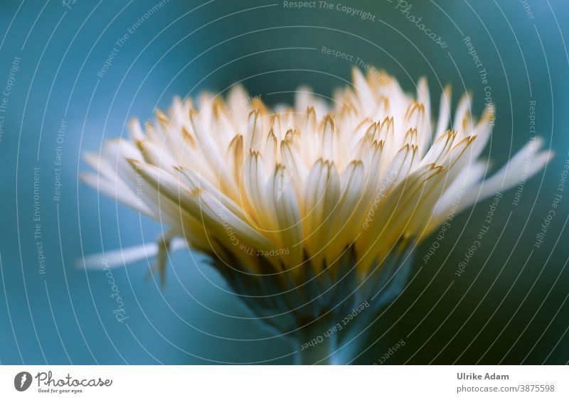 Ringelblume Blume Blumen Blüte Garten Blühend Sommer Nahaufnahme Pflanze Natur Gelb natürlich Menschenleer Schwache Tiefenschärfe Unschärfe Außenaufnahme schön