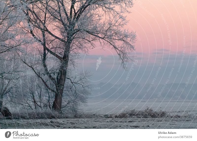 Schneelandschaft - Baum mit Raureif bedeckt bei Sonnenaufgang harmonisch Meditation Ferien & Urlaub & Reisen Tourismus Winter Freiheit Winterurlaub