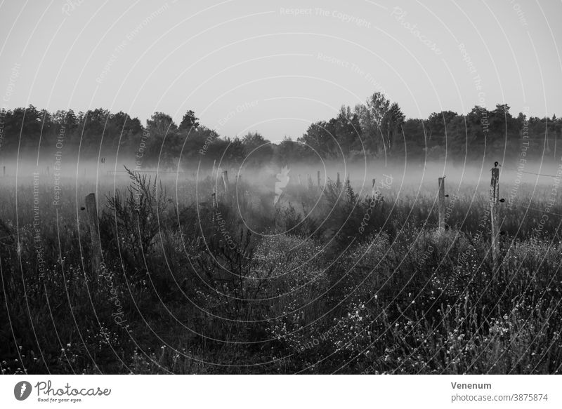 Nebel auf einem Weg zwischen zwei Pferdekoppeln Baum Bäume Herbst Wald Wälder Wiese Wiesen Ackerland schwarz/weiß Himmel pro Tag nass kalt schlechtes Wetter