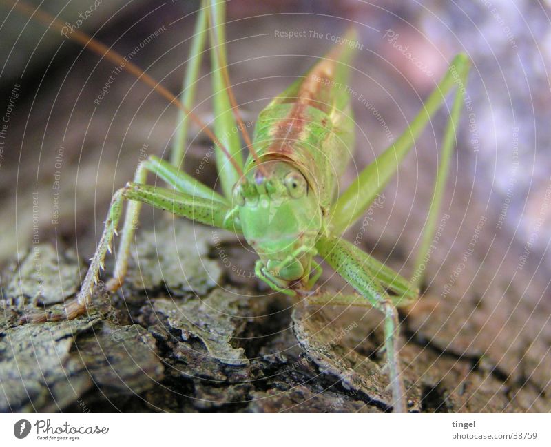 Was guckst du? Grünes Heupferd skeptisch Heuschrecke Makroaufnahme Hüpfer Blick