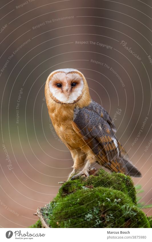 Schleiereule, Tyto alba, barn owl Barnyard Owl Cave Owl Church Owl Common Barn Owl Death Owl Delicate Owl Demon Owl Dobby Owl Eule Eulen Eulenvogel Eulenvoegel