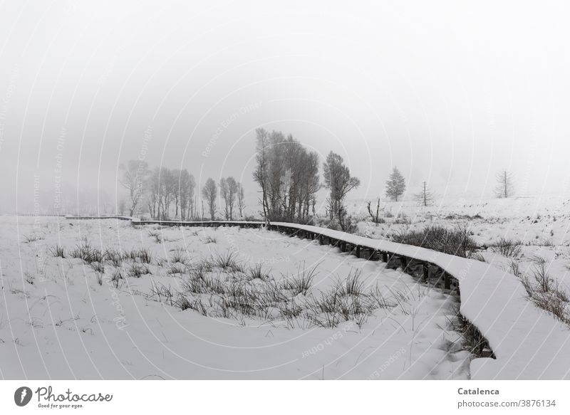 An einem verschneitem, nebeligen Morgen im Hochmoor Natur Landschaft Holzsteg Schnee Nebel Bäume Sträucher Gräser Winter kalt einsam wandern Ausflug Himmel