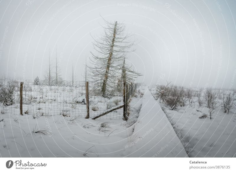 Schneelandschaft im Hochmoor an einem nebeligen Morgen Winter Landschaft Umwelt Nebel Horizont schlechtes Wetter Frost Wege und Pfade Hohes Venn Pflanze Baum