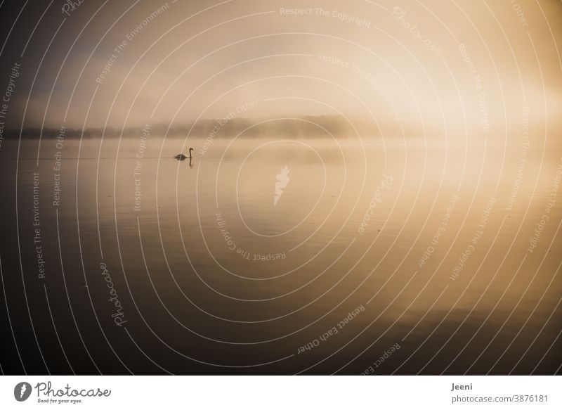 Nebelmorgen am See - ein Schwan schwimmt in den Sonnenaufgang Wasser nebelig ruhig Natur einsam Stimmung Landschaft Morgen Morgendämmerung Himmel sonnig