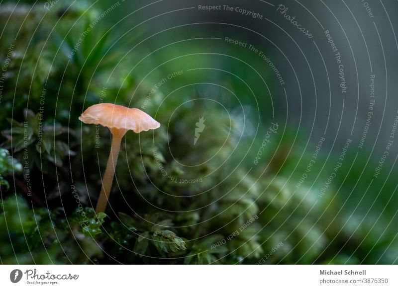 Sehr kleiner Pilz im Wald Makroaufnahme Natur Farbfoto Herbst Pflanze Wachstum grün Schwache Tiefenschärfe Menschenleer Außenaufnahme Moos Nahaufnahme