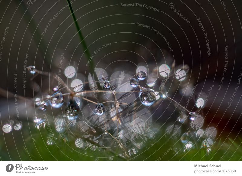 Tautropfen im Gras Natur Schwache Tiefenschärfe Makroaufnahme Außenaufnahme Pflanze Farbfoto Wassertropfen Wiese Umwelt natürlich Morgen frisch