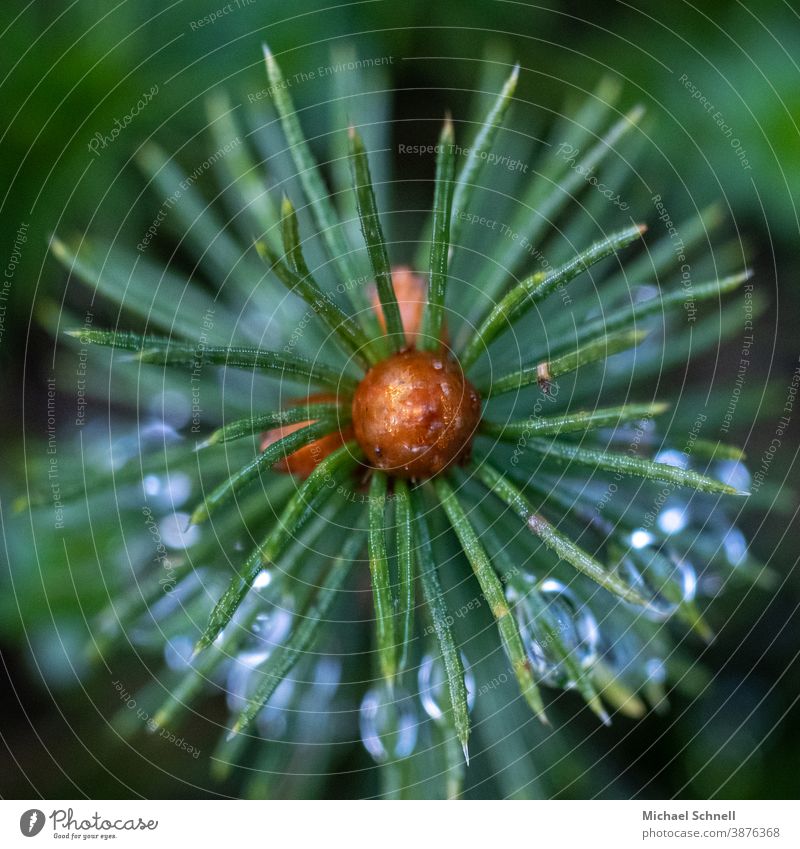 Tropfen an den Nadeln eines Baumes grün Natur Pflanze Nadelbaum Nadelbaumblätter Außenaufnahme Farbfoto Menschenleer Detailaufnahme Schwache Tiefenschärfe