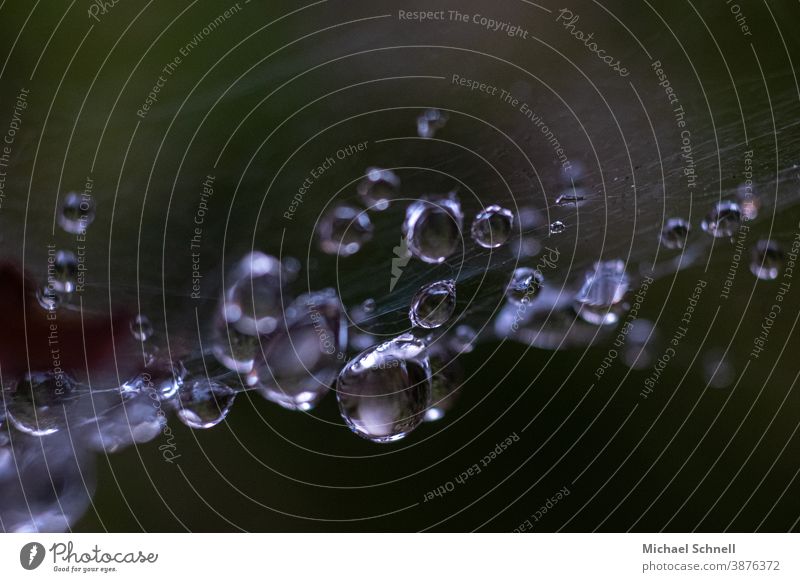 Tautropfen im Spinnennetz Tropfen tropfenwelt Wassertropfen nass Makroaufnahme Nahaufnahme Natur Detailaufnahme Farbfoto Außenaufnahme Menschenleer glänzend