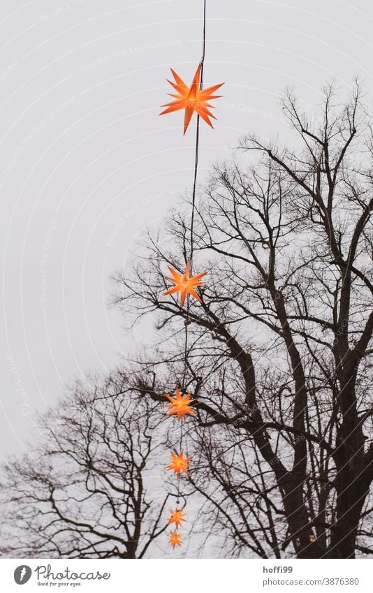 Lichterkette als Weihnachtsbeleuchtung im tristen Grau eines Dezembertages Stern Weihnachten & Advent Weihnachtsdekoration grau Weihnachtsstern