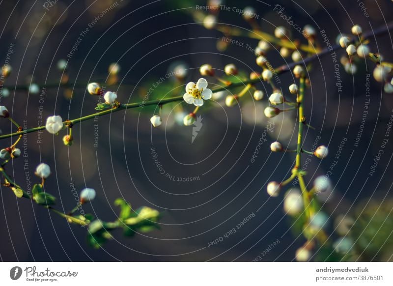 Blühende Kirschbäume im Frühling, Frühlingshintergrund. ausgewählter Schwerpunkt Blüte Baum Hintergrund Überstrahlung Blume Blütezeit geblümt Frische