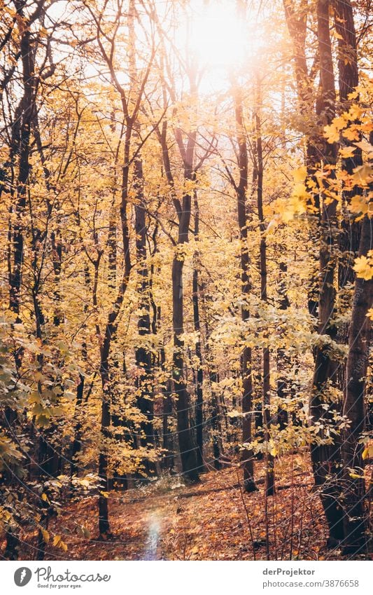 Thüringer Wald bei Eisenach im Sonnenlicht III Zentralperspektive Kontrast Schatten Licht Tag Textfreiraum Mitte Textfreiraum unten Textfreiraum rechts