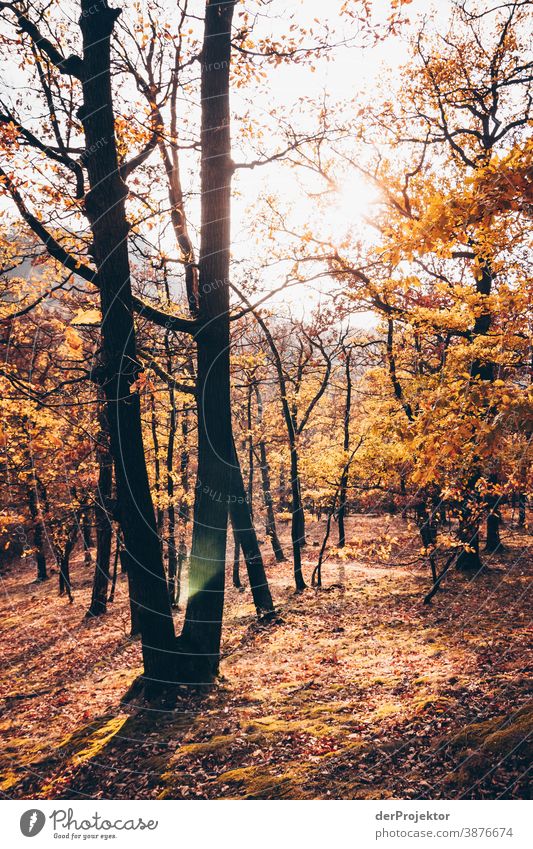 Thüringer Wald bei Eisenach im Sonnenlicht Zentralperspektive Kontrast Schatten Licht Tag Textfreiraum Mitte Textfreiraum unten Textfreiraum rechts