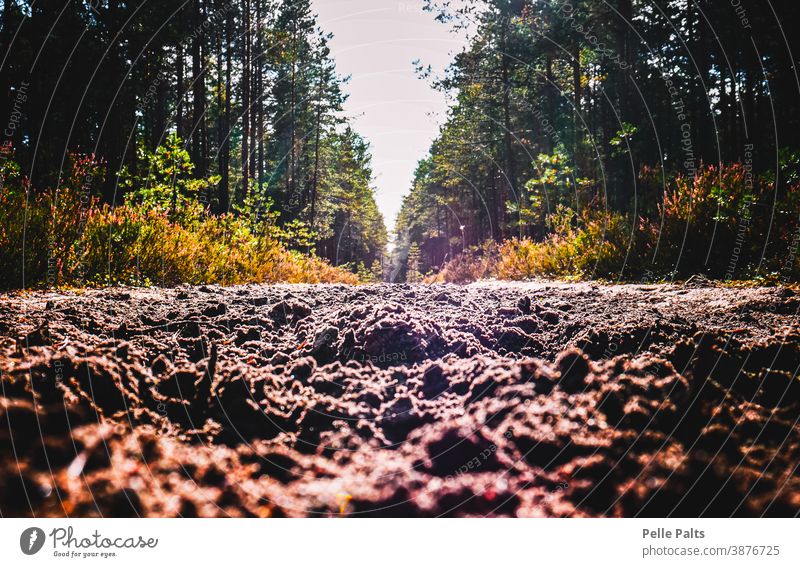 Gerader Feldweg im Wald. Straße Baum Bäume Natur Schmutz dreckig Sonne sonnig Herbst gerade Sträucher lebend Spaziergang laufen