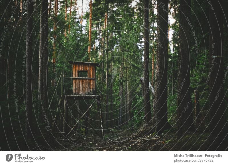 Hochsitz auf der Waldlichtung Hochstand Ansitz Jagd Jäger Lichtung Bäume Sträucher Waldboden Wurzeln Wild bejagen Treppe Geländer Natur Landschaft Versteck