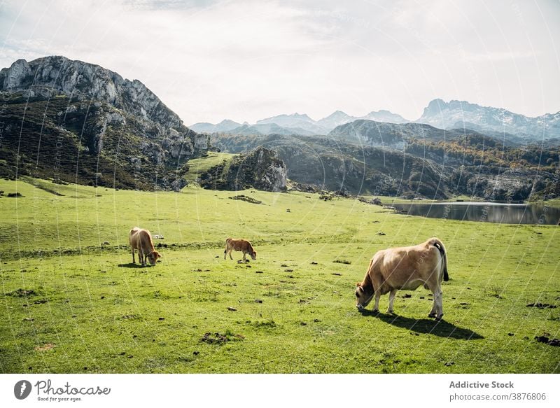 Kühe grasen auf einem grünen Hügel in einem bergigen Tal Kuh Weide Berge u. Gebirge Wiese weiden heimisch Hochland essen Gras Landschaft Sommer sonnig Natur