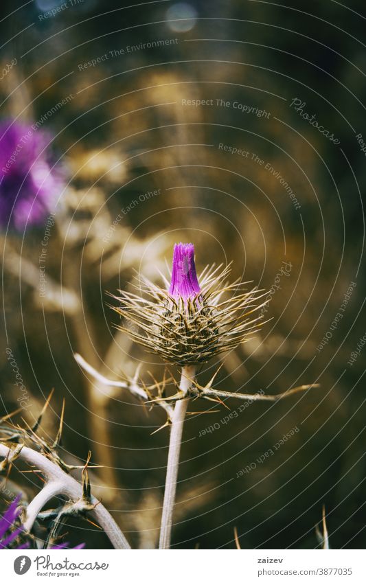 Nahaufnahme einer bedornten Knospe von Galactites tomentosa blühend Galaktitos tomentosa Natur Vegetation natürlich Blume Blüte Blütezeit blühte Botanik