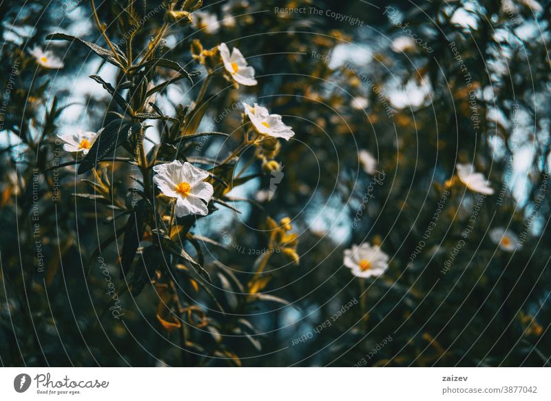 Nahaufnahme eines Straußes weißer Blüten von Cistus salviifolius Natur Vegetation natürlich Blume geblümt blühte Botanik botanisch Blütenblätter Überstrahlung