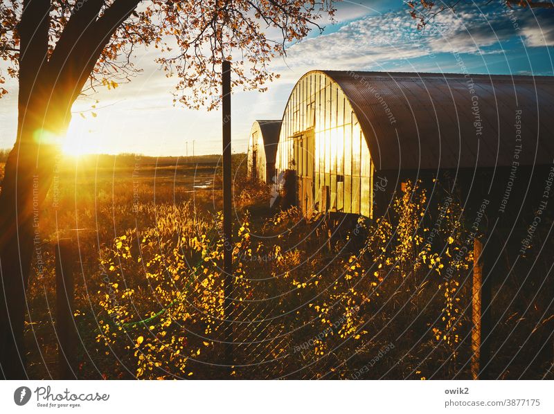 Hangars, beleuchtet Lagerhalle Blech Architektur Bauwerk verlassen geheimnisvoll Gegenlicht Sonnenuntergang strahlend leuchtend Laubbaum Birke einfach Horizont