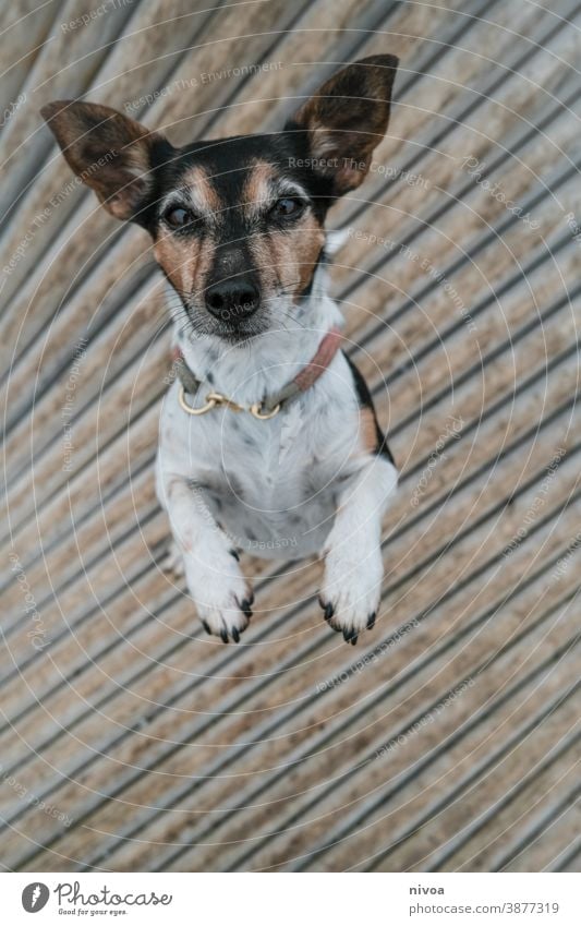 Jack Russel Terrier steht auf den Hinterbeinen Jack-Russell-Terrier jack russell männchen machen Hund Tier Haustier weiß 1 braun klein niedlich Reinrassig Blick