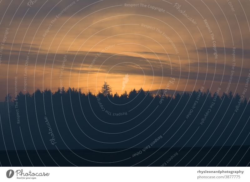 Bernstein glüht in der Dämmerung, kurz nach Sonnenuntergang, hinter einem Nadelwald warm glühen Abenddämmerung Wald Bäume Landschaft Hintergrund Baum Nadelbäume