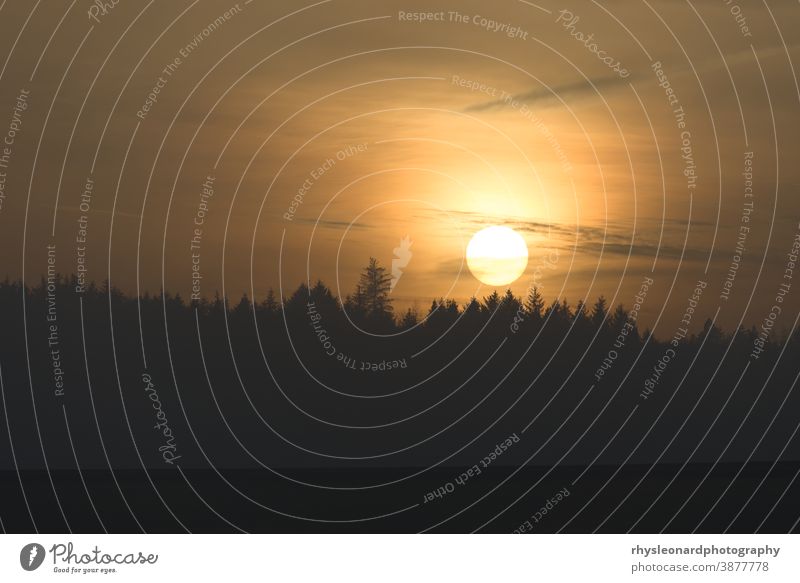 Die goldene Sonne berührt die fernen Baumwipfel, während sie bis zum Horizont sinkt. Wald mit der Silhouette Sonnenuntergang Telebild warm glühen Bernstein