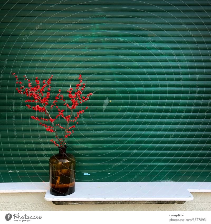 Ilex Stechpalme Winterblume Beerensträucher herbstlich Zweig Ast rund rot Perspektive Blume Sträucher Dekoration & Verzierung Pflanze Herbst Wohnung schön Stil