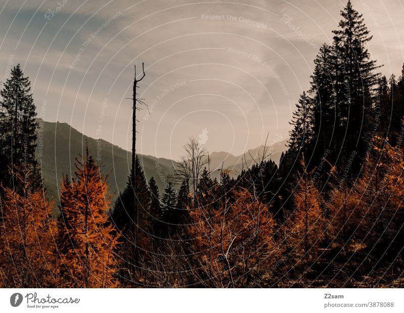 Berglandschaft in den bayerischen Alpen in Herbstfarben schliersee spitzing wandern herbstfarben outtdoor ausflug bewegung wandertour Berge u. Gebirge alpen