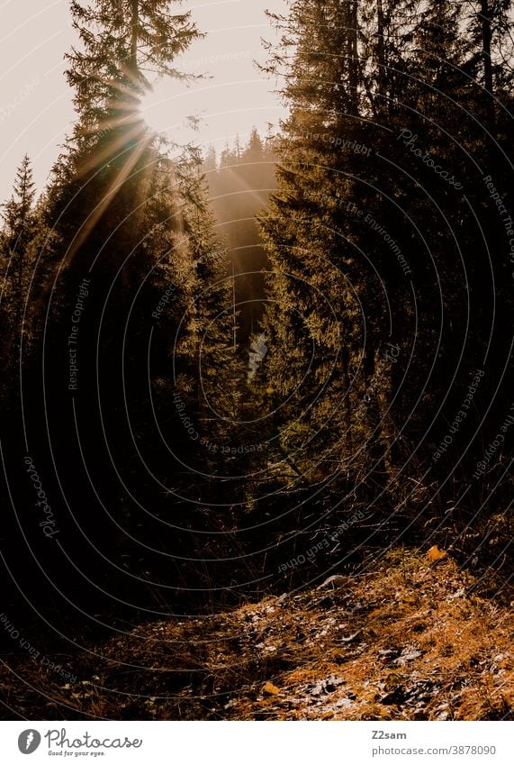 Wald im Sonnenlicht in den bayerischen Alpen schliersee spitzing wandern herbstfarben outtdoor ausflug bewegung wandertour Berge u. Gebirge alpen bayern himmel