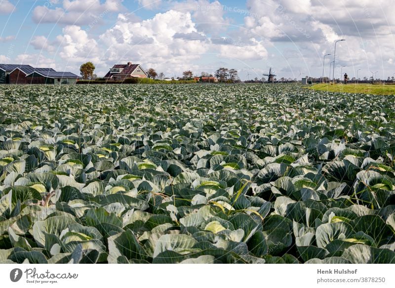 Anbau und Ernte von Spitzkohl Ackerbau Hintergrund schön Gemüsekohl Nahaufnahme geschnitten Diät essbar Feld Lebensmittel frisch Frische Garten Gartenarbeit