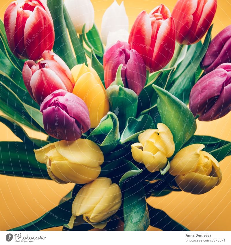 Farbenfrohe klassische Tulpen Tag Haufen Blume Blumenstrauß Muttertag purpur rosa Natur Frühling grün 8. März schön Blüte Postkarte Sommer rot Geschenk