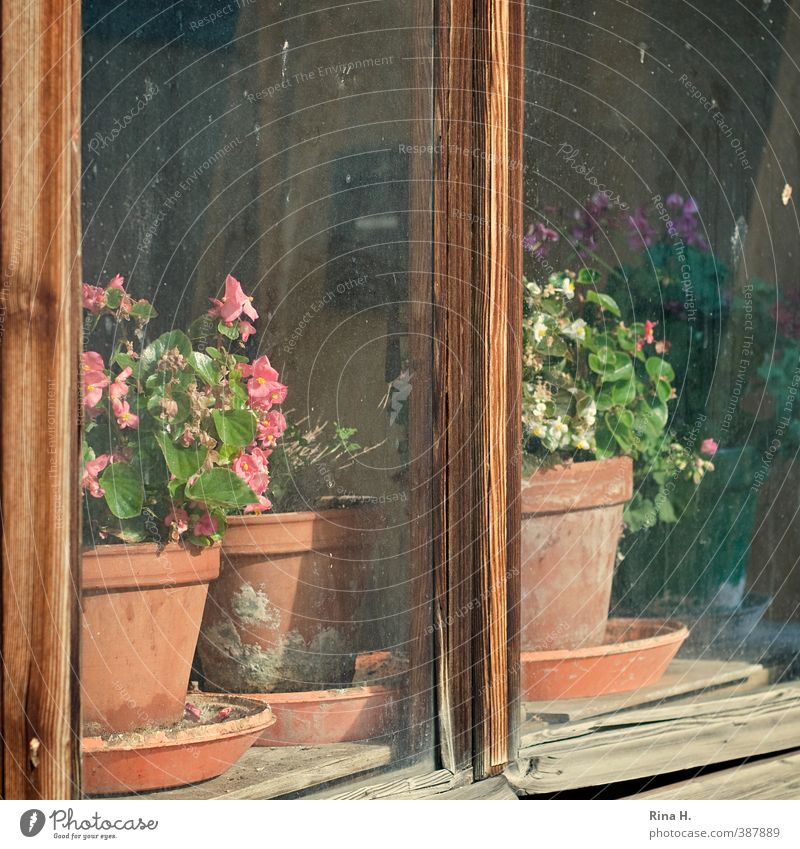 Früher Topfpflanze Fenster alt authentisch einfach bescheiden Begonien Fensterscheibe Holzfenster Quadrat Fensterbrett Blumentopf Stillleben Farbfoto