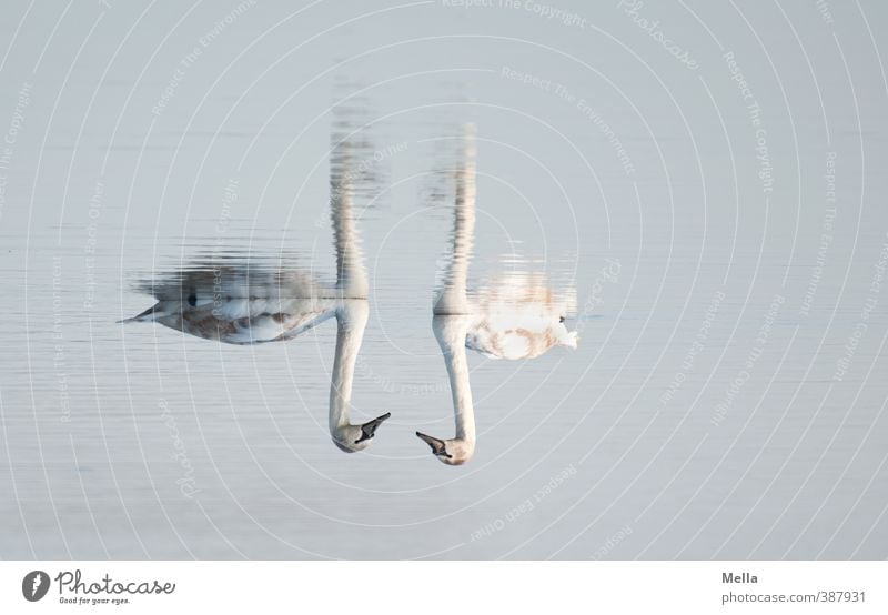 Zwei Umwelt Natur Tier Wasser Teich See Wildtier Schwan 2 Tierpaar Schwimmen & Baden natürlich blau Stimmung Sympathie Zusammensein Partnerschaft Perspektive