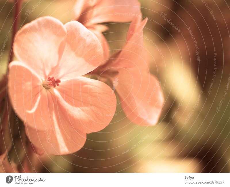 Rosa Blume auf grünem natürlichen Hintergrund. Makro rosa wachsen Natur im Freien außerhalb Park Garten heimwärts Frühling Sommer neu Nahaufnahme Pflanze Mutter