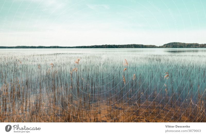 Schilf wächst im Frühling an einem Grundsee wachsend Park Stille Ebene Blauer Himmel federnd sonniger Tag ruhen Schöner Tag Schlaglicht Spaziergang Oberfläche