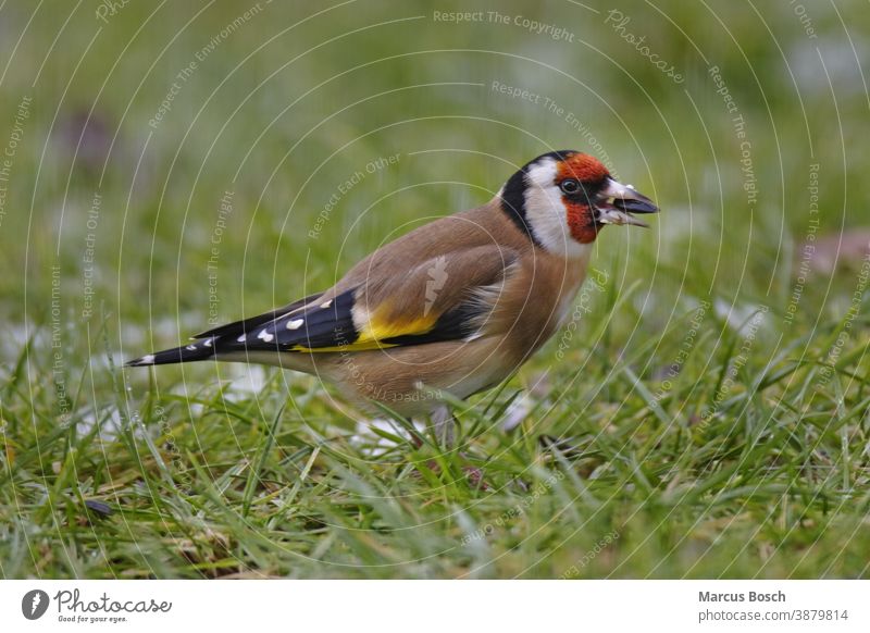 Stieglitz, Carduelis carduelis, Stieglitz, Stieglitz Blumen carduelis carduelis carduelis Europäischer Goldfink Futter Futtersuche Passanten Samen Samenfresser