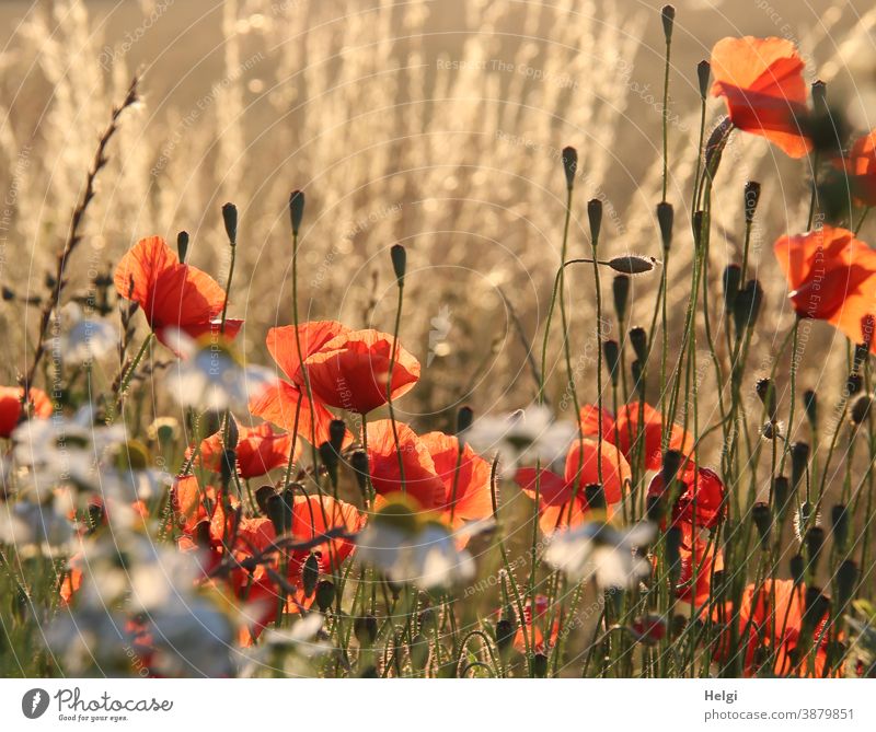 2500 |  lichtdurchflutete Sommerblumen am Feldrand Blume Blüte Mohnblume Margarite Gräser Knospe Licht Schatten Sonnenlicht Gegenlicht leuchten Natur Umwelt